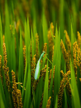 夏季稻田螳螂图片素材免费下载