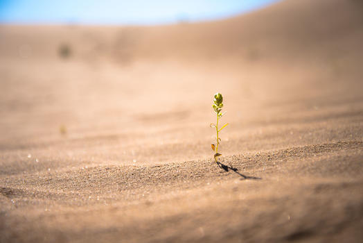 沙漠中的生命图片素材免费下载