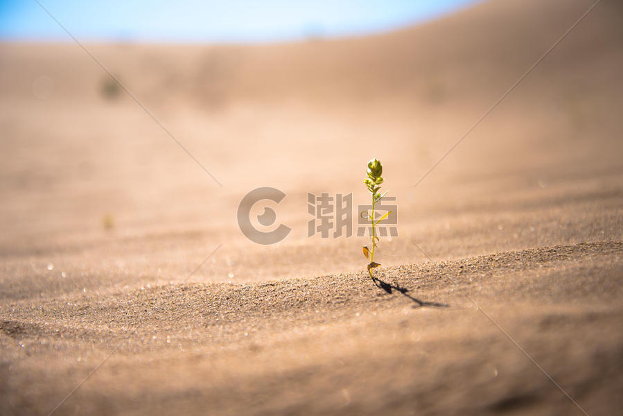 沙漠中的生命图片素材免费下载