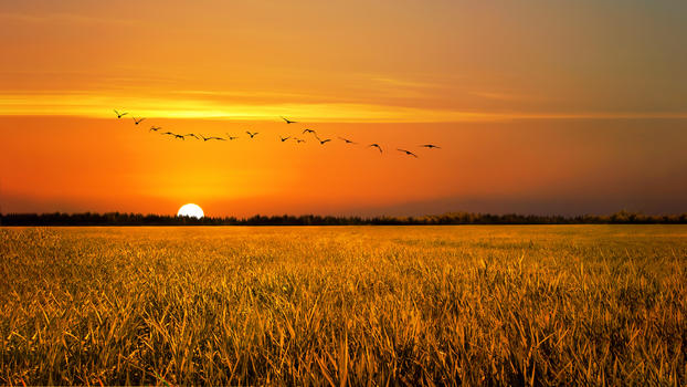 夕阳下的稻田图片素材免费下载