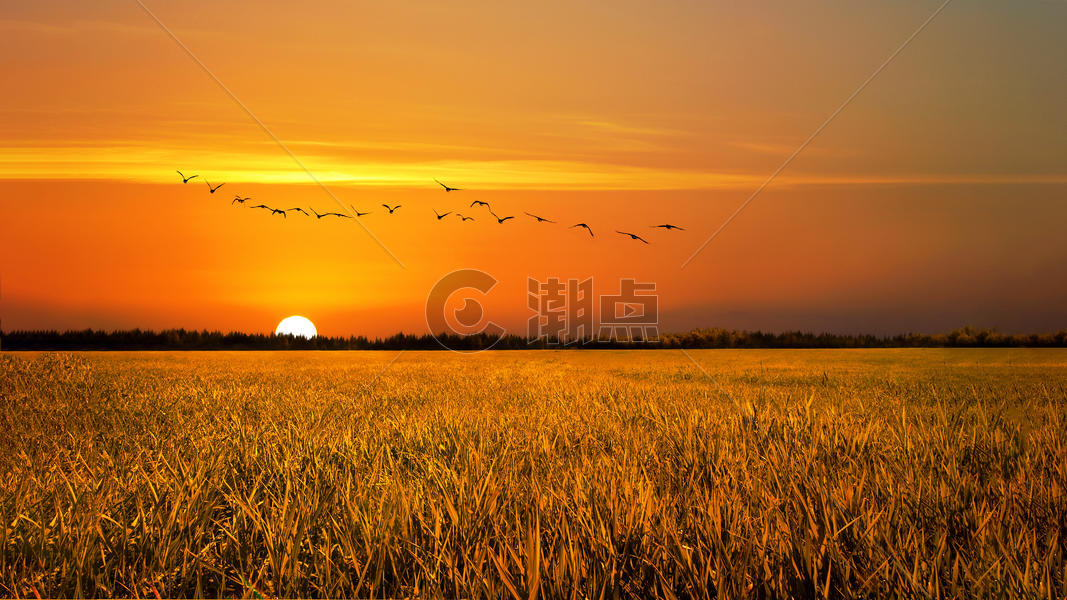 夕阳下的稻田图片素材免费下载