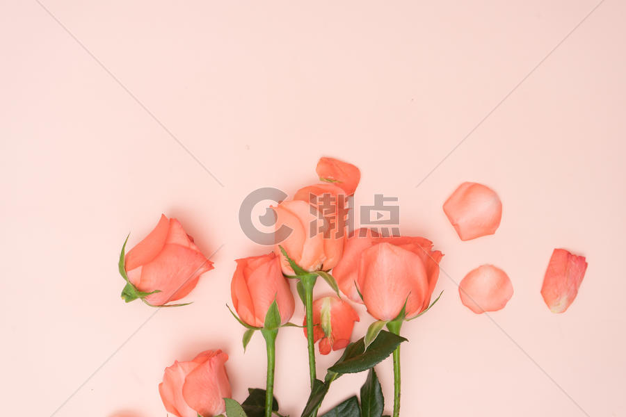 玫瑰花与玫瑰花花瓣图片素材免费下载