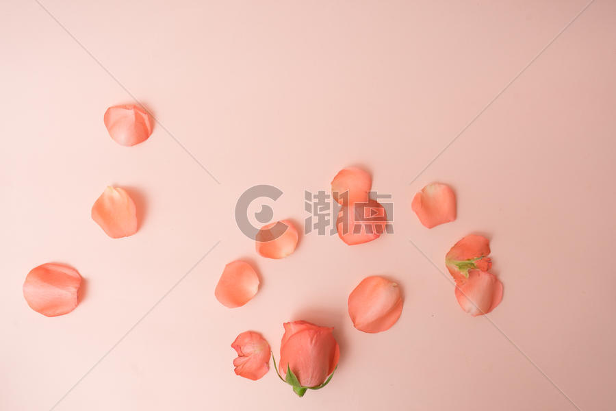 玫瑰花瓣图片素材免费下载