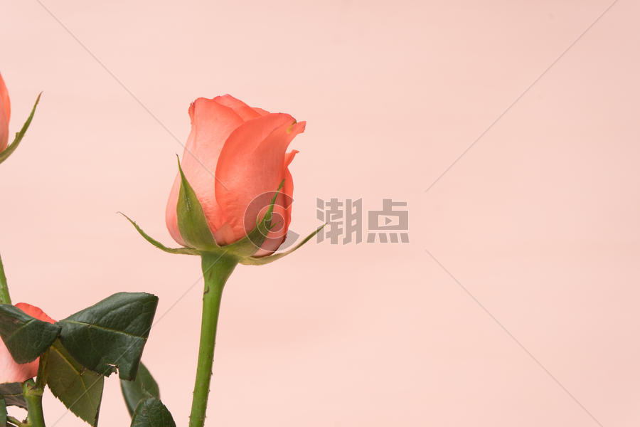 花瓶中的玫瑰花图片素材免费下载