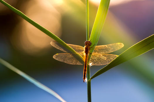 炫光下的红蜻蜓图片素材免费下载
