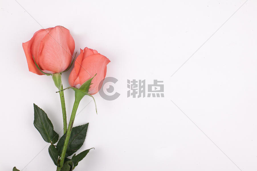 玫瑰花的素材图片素材免费下载