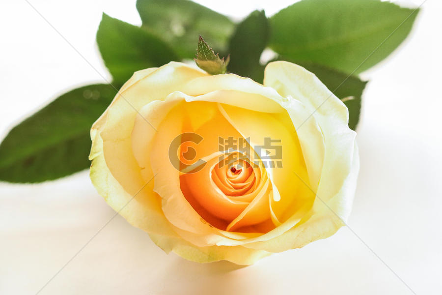 黄色玫瑰花蕾图片素材免费下载