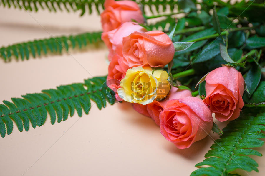 520温馨浪漫玫瑰花图片素材免费下载