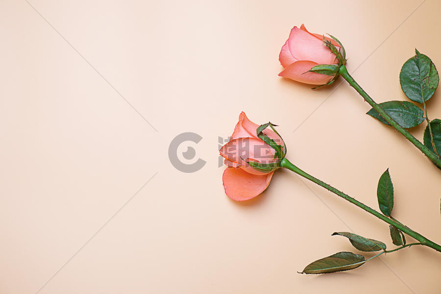 温馨浪漫玫瑰花图片素材免费下载