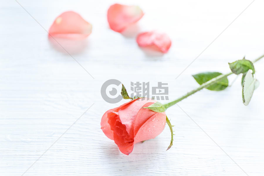 情人节七夕浪漫玫瑰花图片素材免费下载