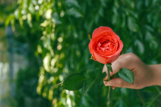 手拿一支玫瑰花图片素材免费下载