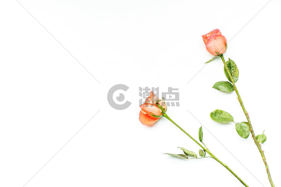 浪漫玫瑰花图片素材免费下载