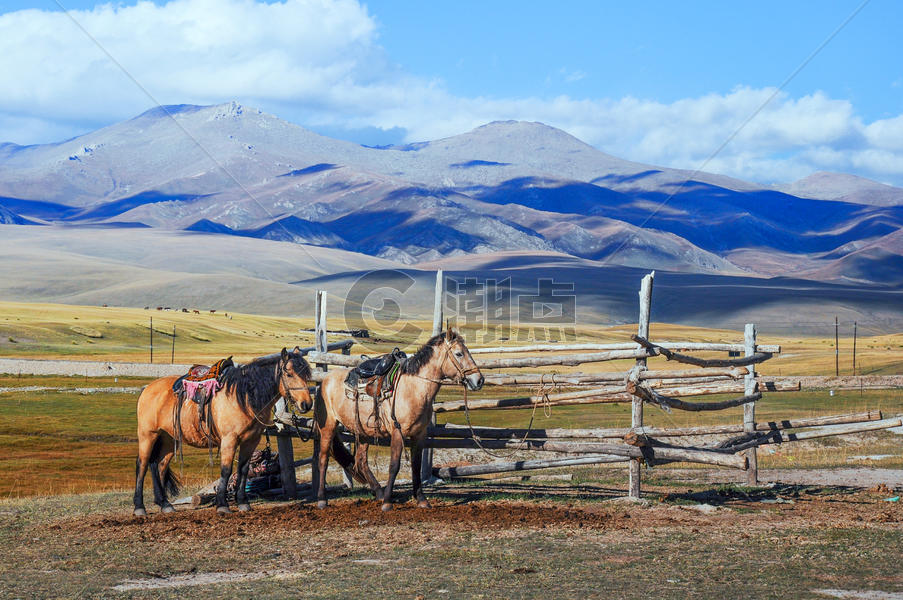 新疆巴音布鲁克蒙古马图片素材免费下载