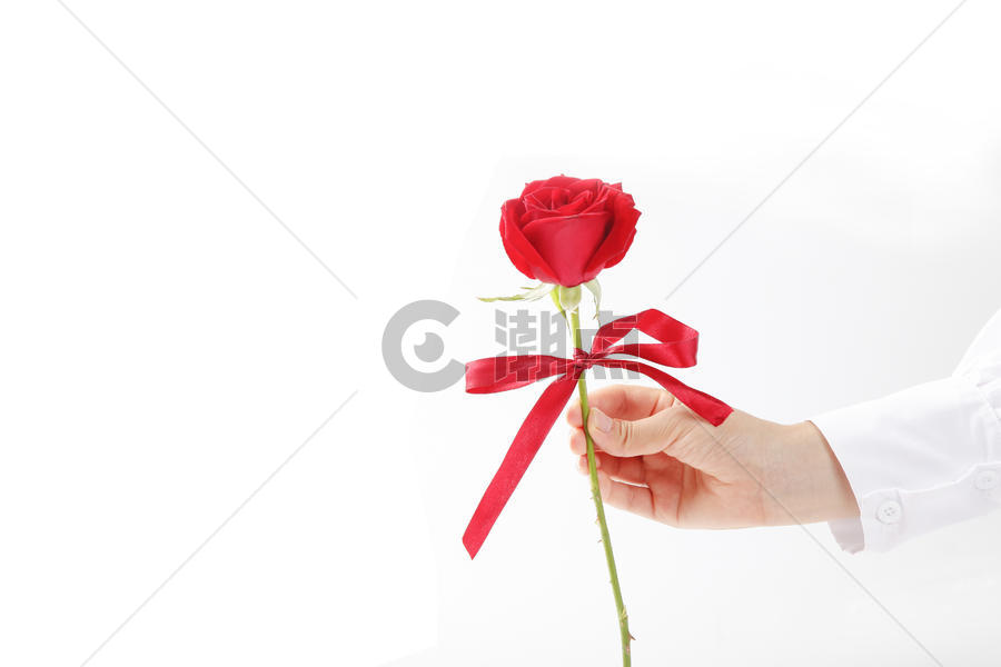 手拿一朵红玫瑰情人节白色背景素材图片素材免费下载