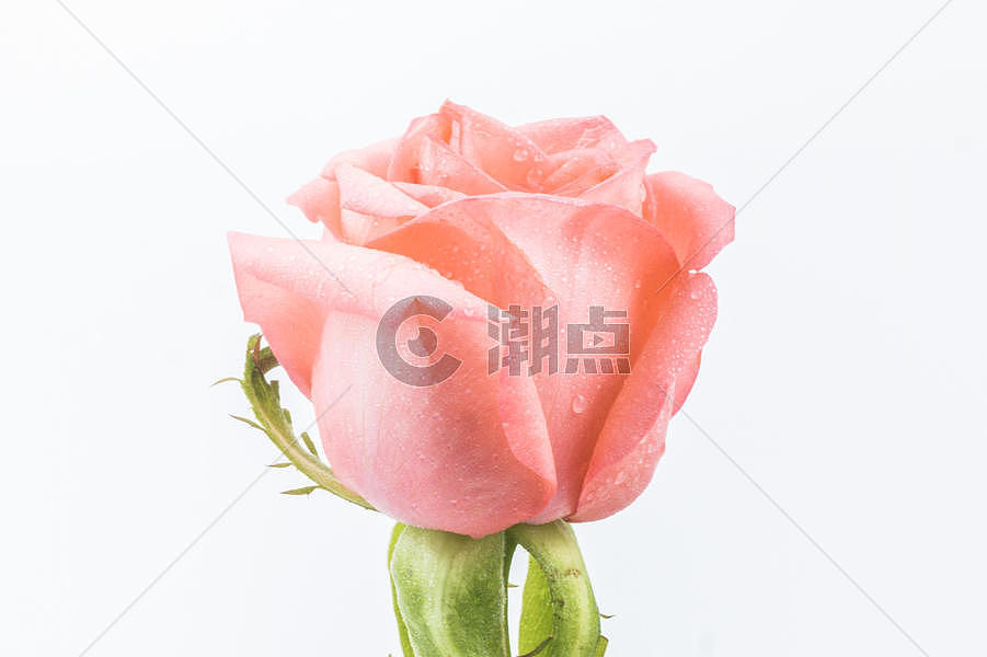 玫瑰的浪漫图片素材免费下载