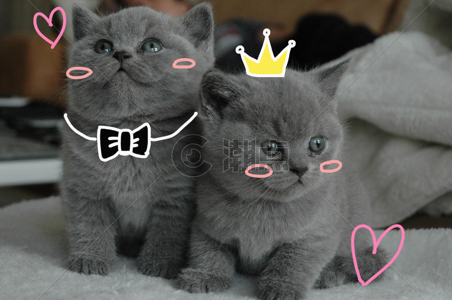 小猫的爱情图片素材免费下载