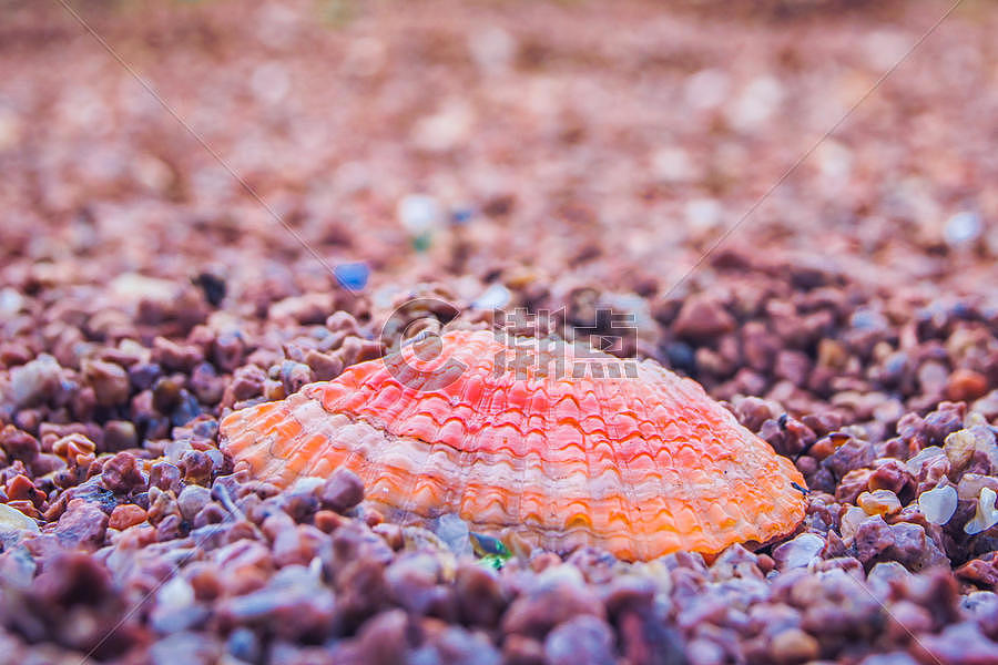 沙滩  紫色贝壳图片素材免费下载