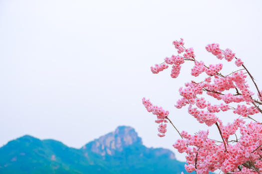 桃花与山峦背景素材图片素材免费下载