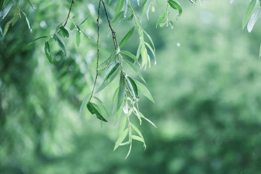雨季中的树叶图片素材免费下载