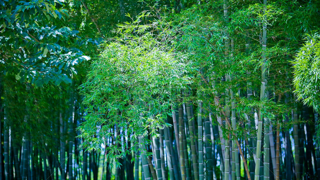 静谧的春日竹林竹叶图片素材免费下载