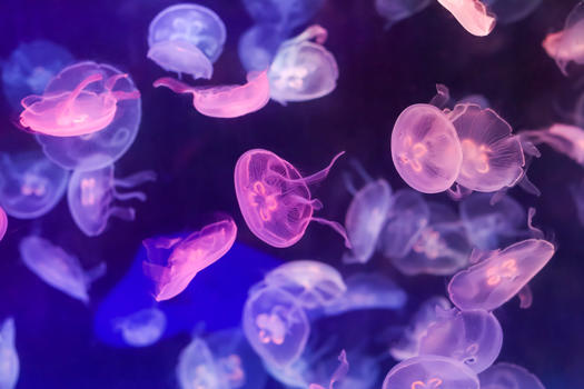 粉紫色海月水母图片素材免费下载