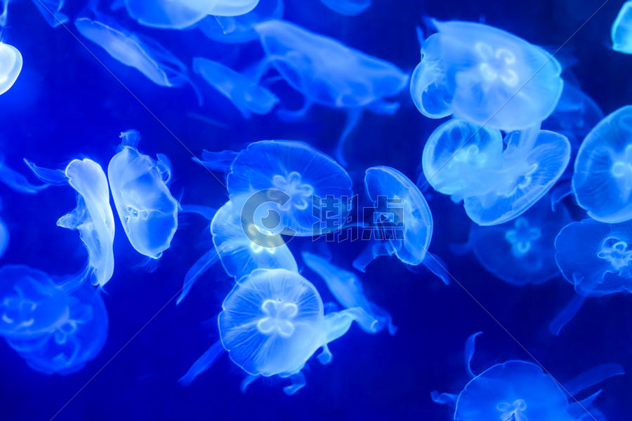 蓝色海月水母图片素材免费下载