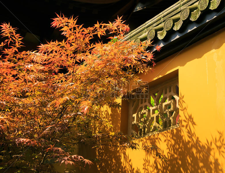 杭州灵隐寺外的枫叶图片素材免费下载