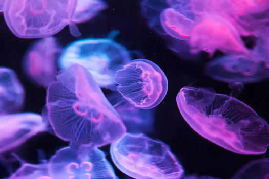 海中仙子海月水母图片素材免费下载