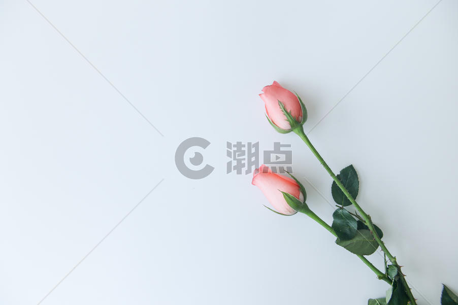 七夕玫瑰花图片素材免费下载