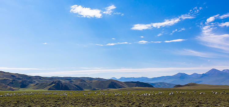 新疆草原上的羊群美景图片素材免费下载