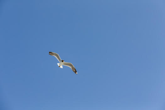 蓝天高空自由飞翔的鸟儿图片素材免费下载