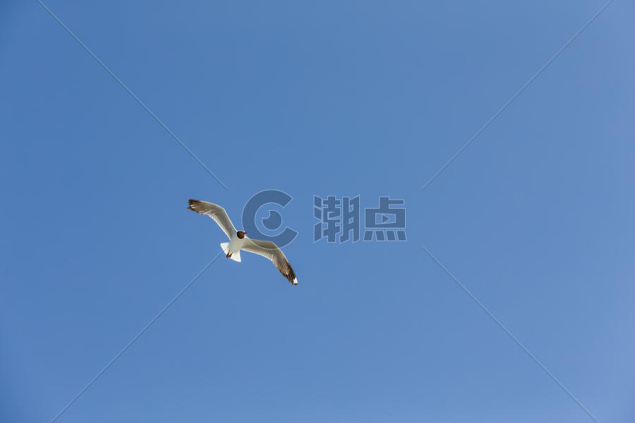 蓝天高空自由飞翔的鸟儿图片素材免费下载