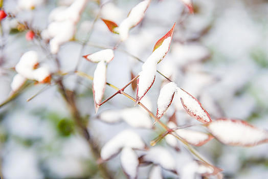 冬天树枝积雪图片素材免费下载