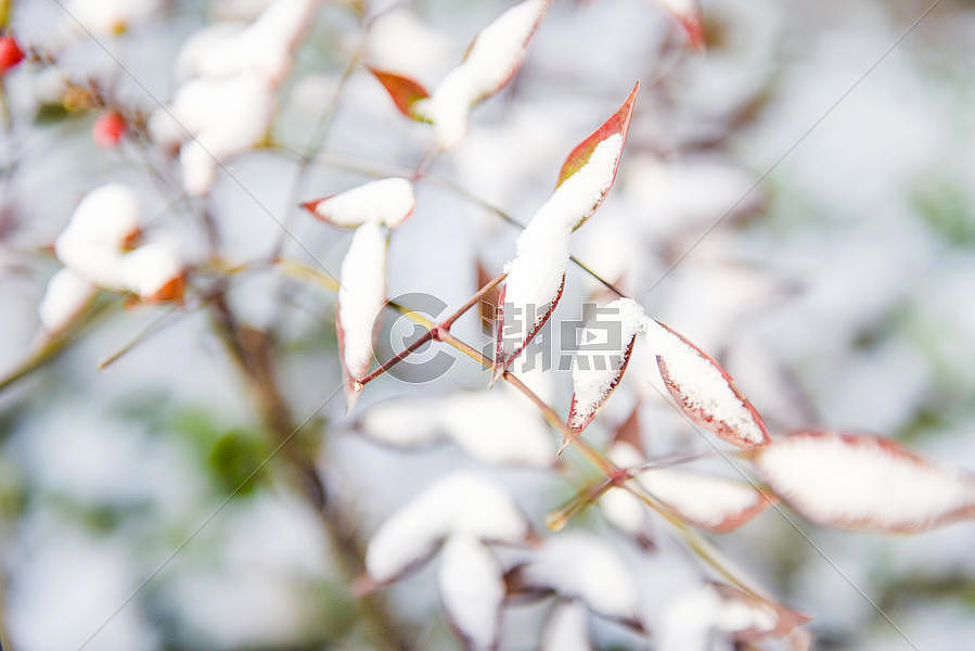 冬天树枝积雪图片素材免费下载