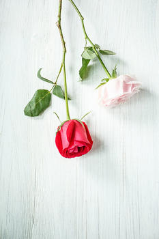 两支玫瑰花图片素材免费下载