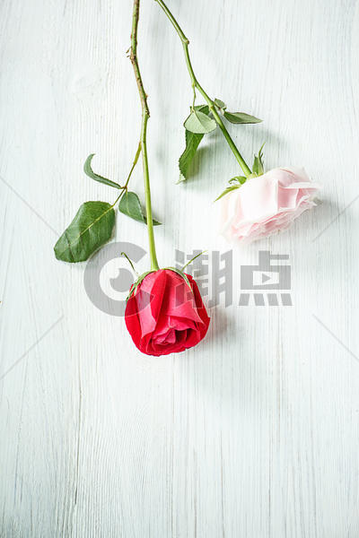 两支玫瑰花图片素材免费下载