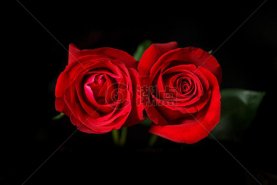 浪漫玫瑰花图片素材免费下载