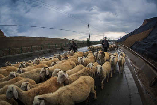 甘肃雨天的牧羊人图片素材免费下载