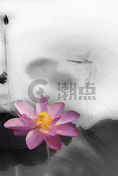 中国风水墨荷花图片素材免费下载