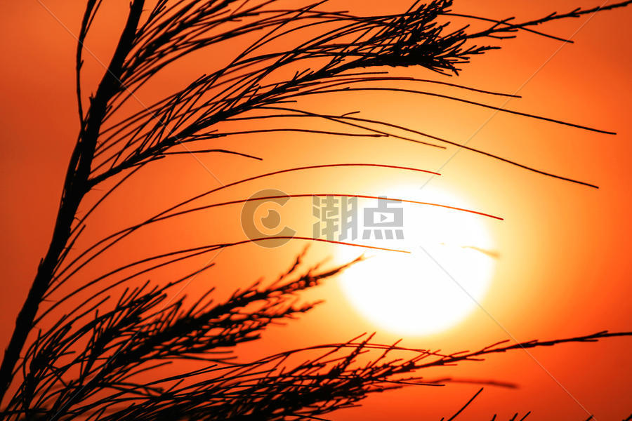 夏天鲜艳的落日图片素材免费下载