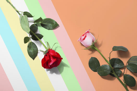 色彩缤纷玫瑰花图片素材免费下载