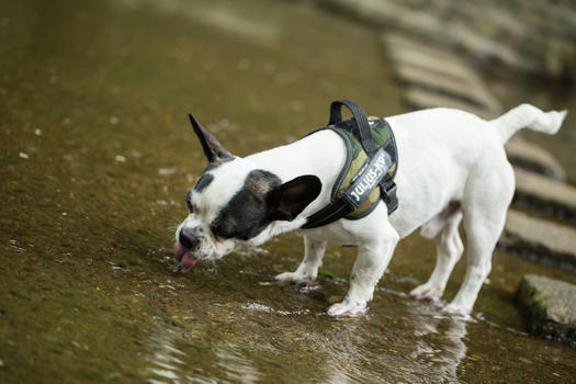 狗狗喝水图片素材免费下载