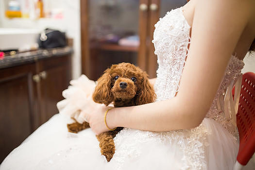 新娘抱狗图片素材免费下载