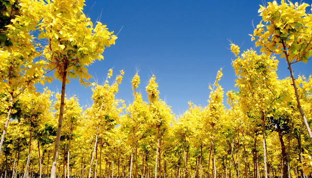 黄叶树林图片素材免费下载
