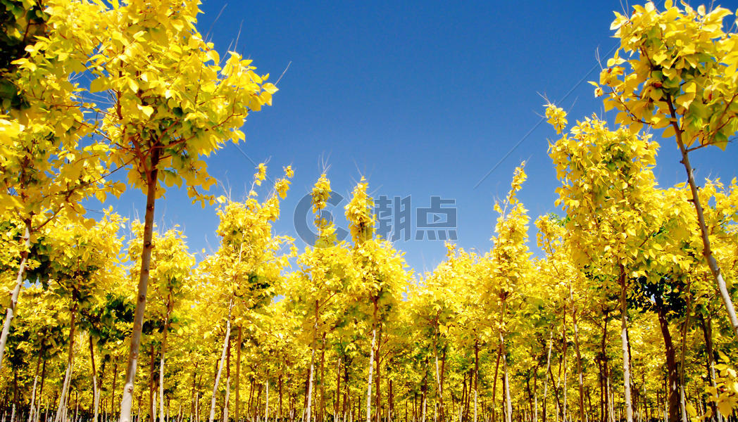 黄叶树林图片素材免费下载