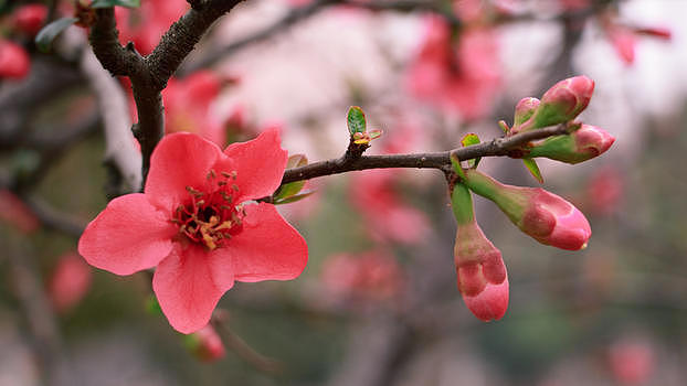 桃花朵朵开图片素材免费下载