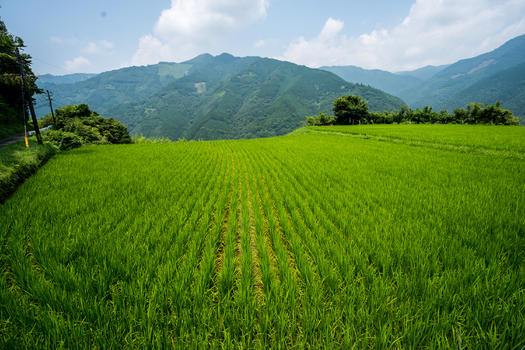 日本九州宫崎的稻田图片素材免费下载