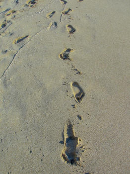 沙滩的脚印图片素材免费下载