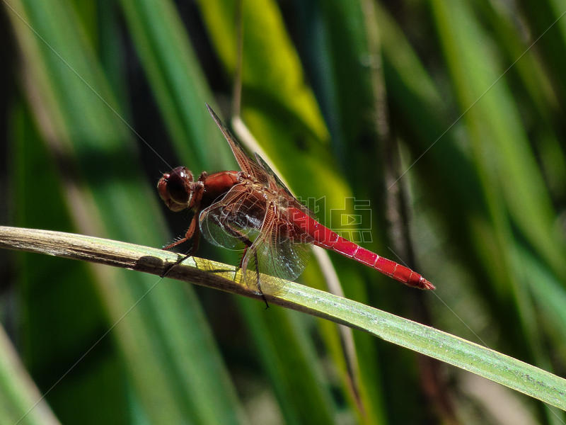 红蜻蜓图片素材免费下载