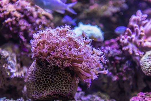 珊瑚图片素材免费下载
